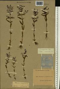 Veronica anagallis-aquatica L., Eastern Europe, North Ukrainian region (E11) (Ukraine)