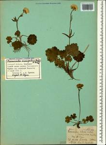 Ranunculus crassifolius (Rupr.) Grossh., Caucasus, Armenia (K5) (Armenia)