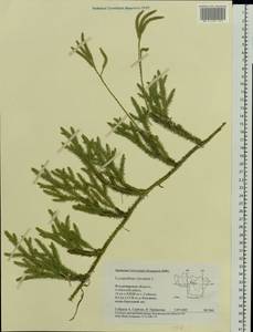 Lycopodium clavatum L., Eastern Europe, Central region (E4) (Russia)