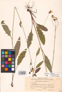 Hieracium lachenalii subsp. deductum (Sudre) Greuter, Eastern Europe, North-Western region (E2) (Russia)