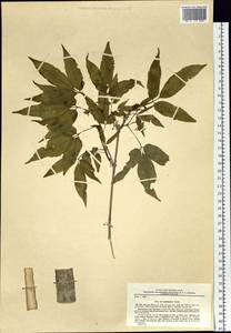 Acer mandshuricum Maxim., Siberia, Russian Far East (S6) (Russia)