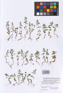 Mentha micrantha (Fisch. ex Benth.) Heinr.Braun, Eastern Europe, Lower Volga region (E9) (Russia)