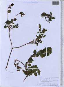 Vaccinium uliginosum L., Siberia, Russian Far East (S6) (Russia)