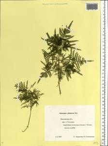 Asparagus setaceus (Kunth) Jessop, Eastern Europe, Central forest region (E5) (Russia)
