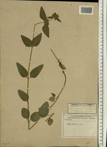 Clinopodium vulgare L., Eastern Europe, Moscow region (E4a) (Russia)