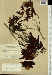 Rhododendron diversipilosum (Nakai) Harmaja, Siberia, Russian Far East (S6) (Russia)