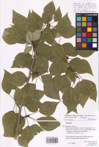 Populus tremuloides Michx., Eastern Europe, Central forest-and-steppe region (E6) (Russia)