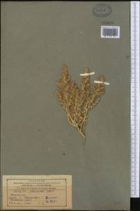 Halogeton glomeratus (Stephan ex M. Bieb.) C. A. Mey., Middle Asia, Northern & Central Tian Shan (M4) (Kazakhstan)