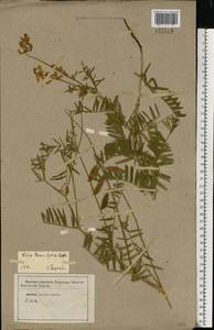 Vicia tenuifolia Roth, Eastern Europe, Lower Volga region (E9) (Russia)