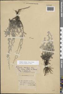 Artemisia lercheana Weber ex Stechm., Eastern Europe, Lower Volga region (E9) (Russia)