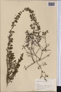 Clinopodium vimineum (L.) Kuntze, America (AMER) (Cuba)