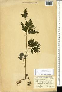Chaerophyllum temulum L., Caucasus, Georgia (K4) (Georgia)