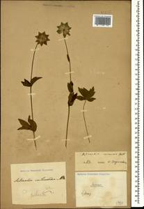 Astrantia maxima Pall., Caucasus (no precise locality) (K0)