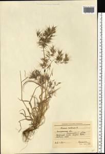 Bromus tectorum L., Eastern Europe, South Ukrainian region (E12) (Ukraine)