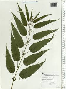 Urtica dioica subsp. pubescens (Ledeb.) Domin, Eastern Europe, North-Western region (E2) (Russia)