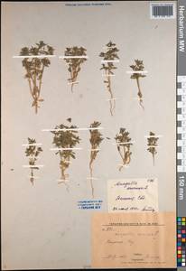 Lysimachia arvensis subsp. arvensis, Middle Asia, Syr-Darian deserts & Kyzylkum (M7) (Uzbekistan)