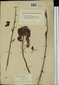 Hylotelephium telephium (L.) H. Ohba, Eastern Europe, Middle Volga region (E8) (Russia)