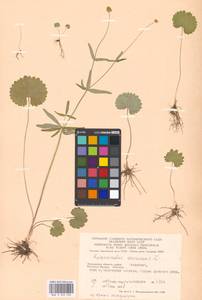 Ranunculus auricomus L., Eastern Europe, Moscow region (E4a) (Russia)