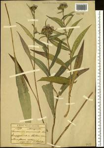 Saussurea acuminata Turcz. ex Fisch. & C. A. Mey., Siberia, Baikal & Transbaikal region (S4) (Russia)