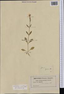 Silene noctiflora L., Western Europe (EUR) (Not classified)