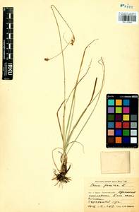 Carex panicea L., Siberia, Baikal & Transbaikal region (S4) (Russia)