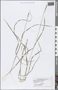 Carex brunnescens (Pers.) Poir., Eastern Europe, Middle Volga region (E8) (Russia)