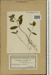 Fraxinus angustifolia subsp. oxycarpa (M.Bieb. ex Willd.) Franco & Rocha Afonso, South Asia, South Asia (Asia outside ex-Soviet states and Mongolia) (ASIA) (Poland)