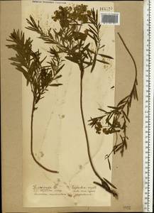 Euphorbia tommasiniana Bertol., Eastern Europe (no precise locality) (E0) (Not classified)