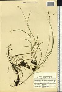 Carex accrescens Ohwi, Siberia, Russian Far East (S6) (Russia)