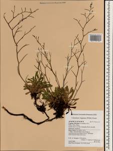 Limonium virgatum (Willd.) Fourr., South Asia, South Asia (Asia outside ex-Soviet states and Mongolia) (ASIA) (Cyprus)