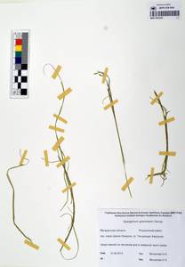 MAG 0003244, Sparganium gramineum Georgi, Siberia, Chukotka & Kamchatka (S7) (Russia)