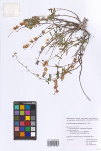 Helianthemum nummularium (L.) Mill., Eastern Europe, Central forest-and-steppe region (E6) (Russia)