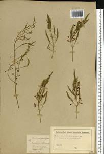 Asparagus officinalis L., Eastern Europe, Moscow region (E4a) (Russia)