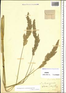 Calamagrostis pseudophragmites (Haller f.) Koeler, Caucasus, Armenia (K5) (Armenia)
