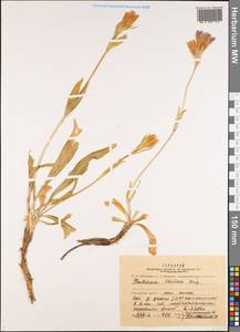 Gentiana olivieri Griseb., Middle Asia, Pamir & Pamiro-Alai (M2) (Tajikistan)