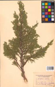 Juniperus sabina L., Eastern Europe, Lower Volga region (E9) (Russia)