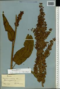 Rumex patientia L., Eastern Europe, South Ukrainian region (E12) (Ukraine)