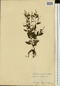Epilobium roseum Schreb., Eastern Europe, Moscow region (E4a) (Russia)