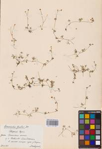 Ranunculus gmelinii DC., Eastern Europe, Eastern region (E10) (Russia)