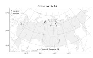 Draba sambukii Tolm., Atlas of the Russian Flora (FLORUS) (Russia)