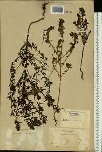 Odontites vulgaris Moench, Eastern Europe, North Ukrainian region (E11) (Ukraine)
