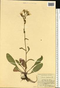 Jacobaea racemosa subsp. kirghisica (DC.) Galasso & Bartolucci, Eastern Europe, Middle Volga region (E8) (Russia)