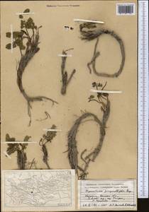 Hymenidium nanum (Rupr.) Pimenov & Kljuykov, Middle Asia, Pamir & Pamiro-Alai (M2) (Kyrgyzstan)