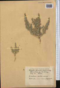 Halogeton glomeratus (M. Bieb.) C. A. Mey., Middle Asia, Caspian Ustyurt & Northern Aralia (M8) (Kazakhstan)