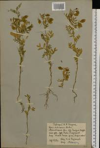 Vicia lens (L.) Coss. & Germ., Eastern Europe, Moscow region (E4a) (Russia)