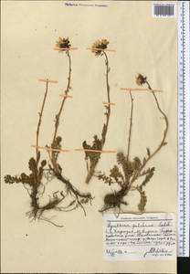 Tanacetum richterioides (C. Winkl.) K. Bremer & Humphries, Middle Asia, Northern & Central Tian Shan (M4) (Kyrgyzstan)