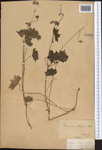 Geranium collinum Stephan ex Willd., Middle Asia, Dzungarian Alatau & Tarbagatai (M5) (Kazakhstan)