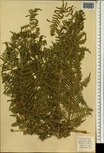 Pteridium aquilinum (L.) Kuhn, Africa (AFR) (Spain)