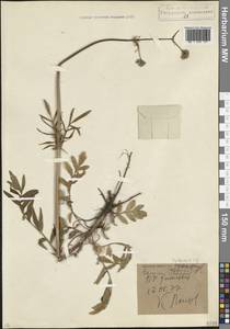 Valeriana, Caucasus, North Ossetia, Ingushetia & Chechnya (K1c) (Russia)