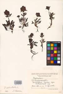 MHA 0 162 345, Pedicularis verticillata, Eastern Europe, West Ukrainian region (E13) (Ukraine)